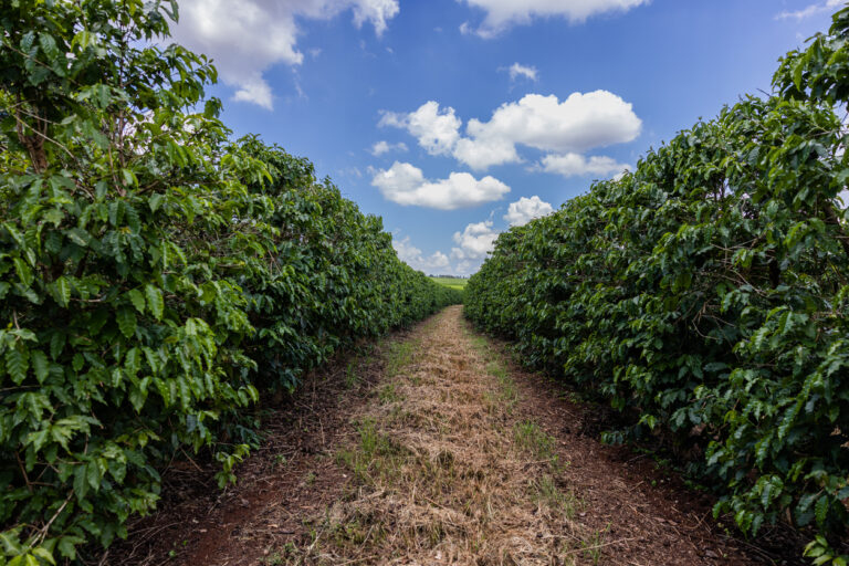 Picão-preto no café impõe desafios aos produtores e demanda manejo eficaz – Hub do Café