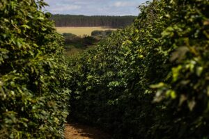 Chuvas trazem otimismo para os produtores de café