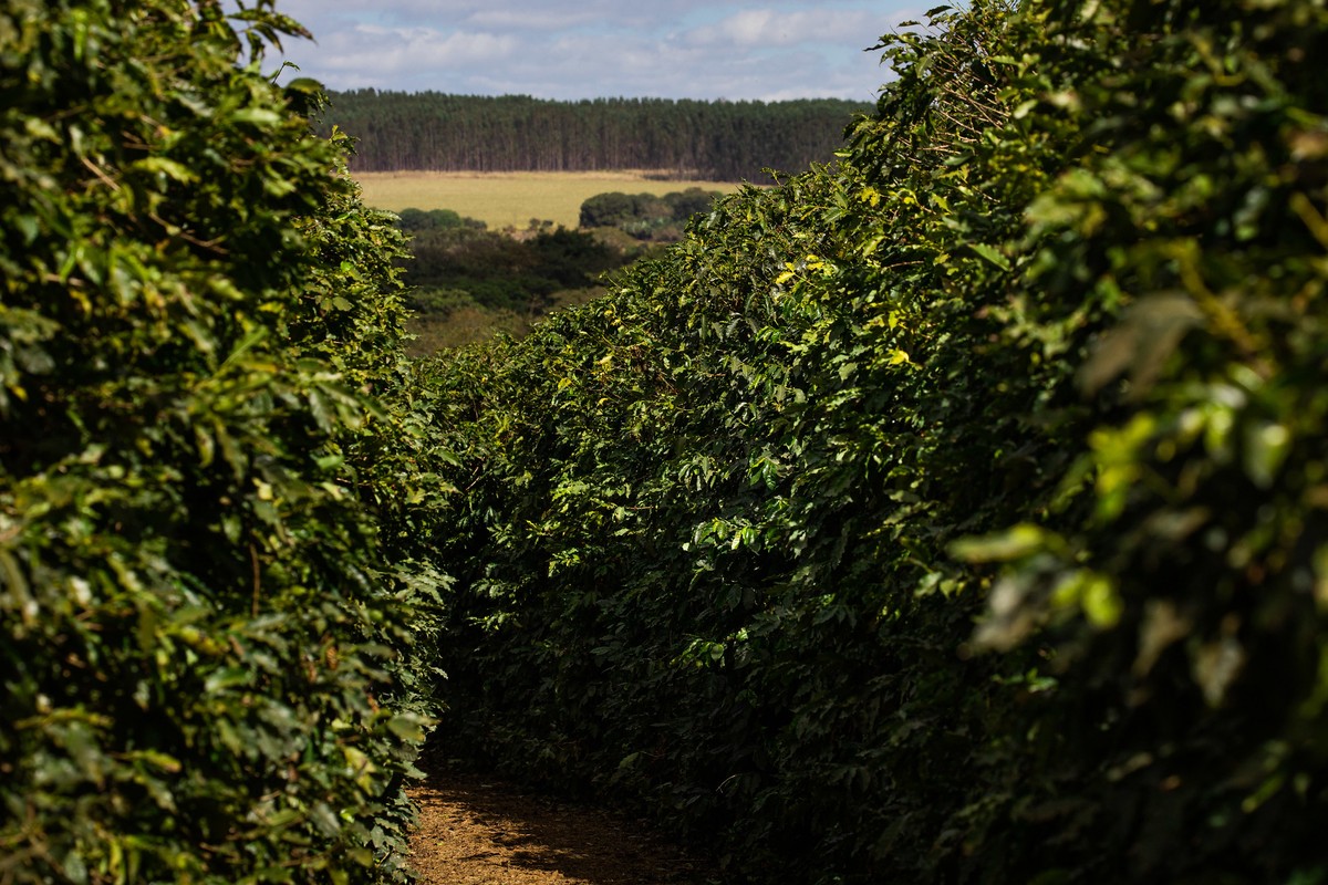 Chuvas trazem otimismo para os produtores de café