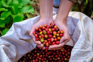 Chuvas no Brasil derrubam em mais de 2% os preços do café arábica no...