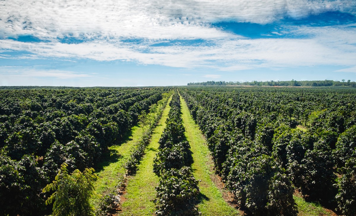 Chuvas no Brasil colocam pressão de baixa nos preços do café em NY
