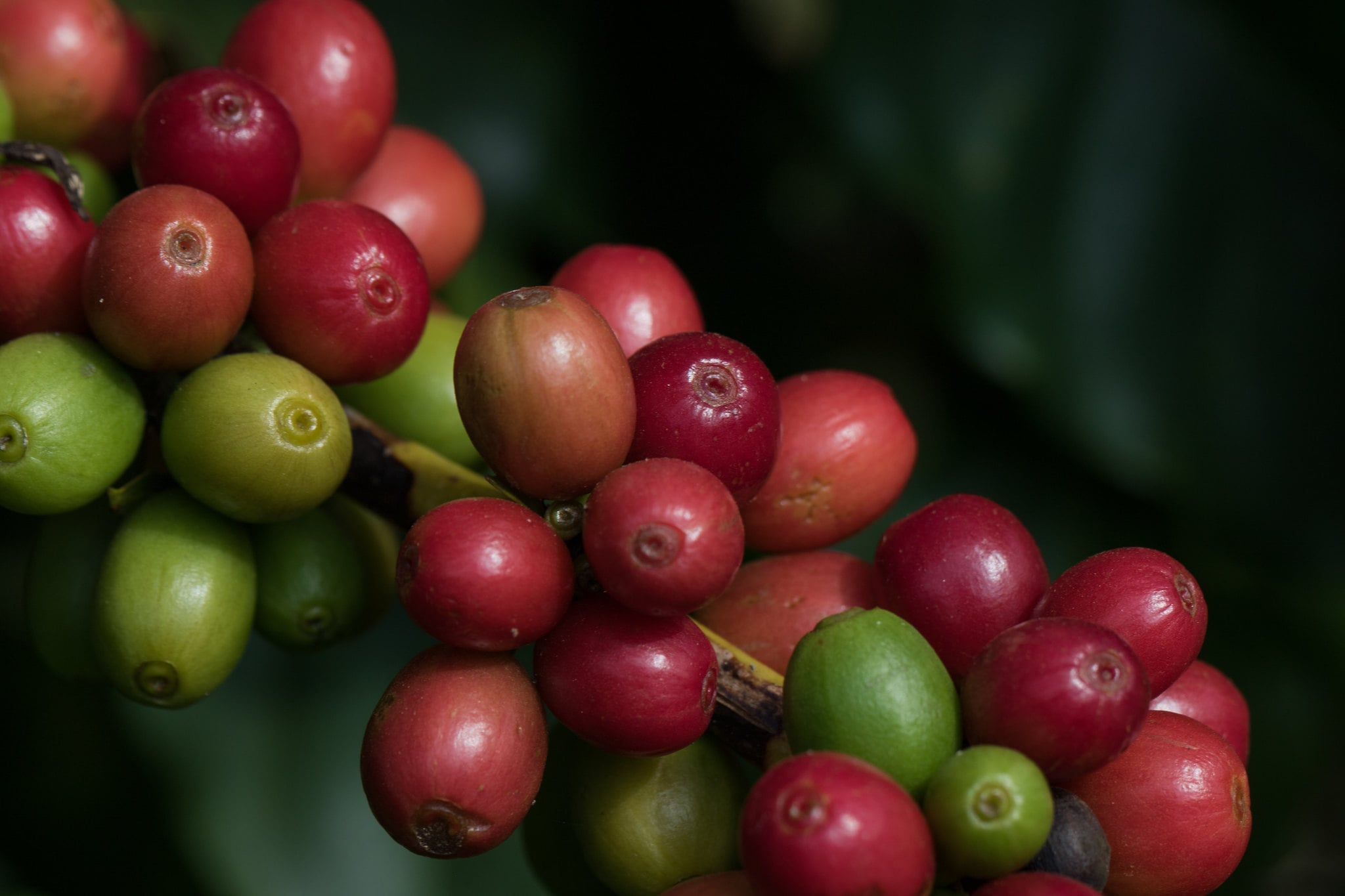 Preços do café estão voláteis, e trabalhavam em campo misto nas bolsas...