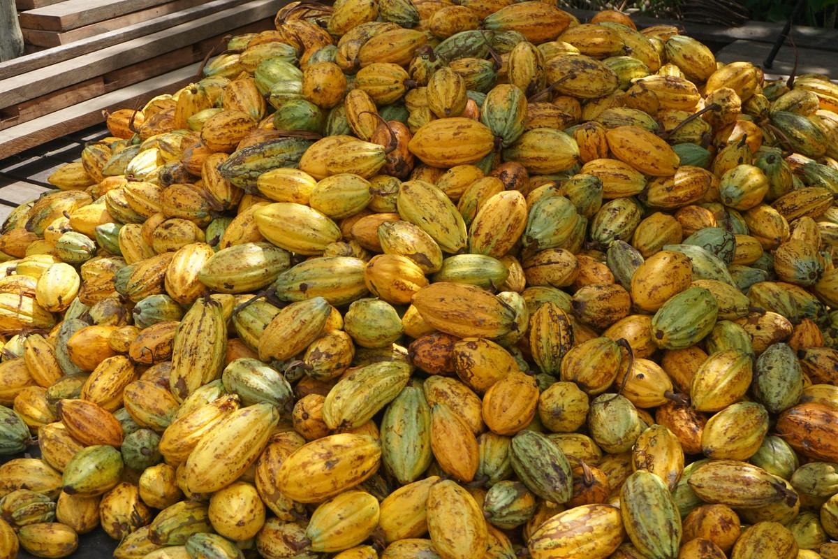 Cacau, café, açúcar e algodão caem em Nova York