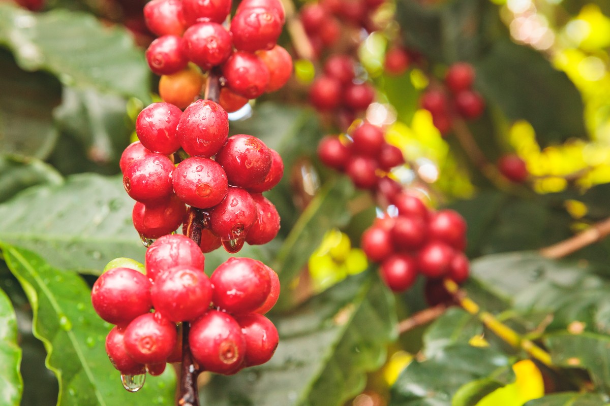 Recuperação na safra de café do Brasil traz alívio para oferta global