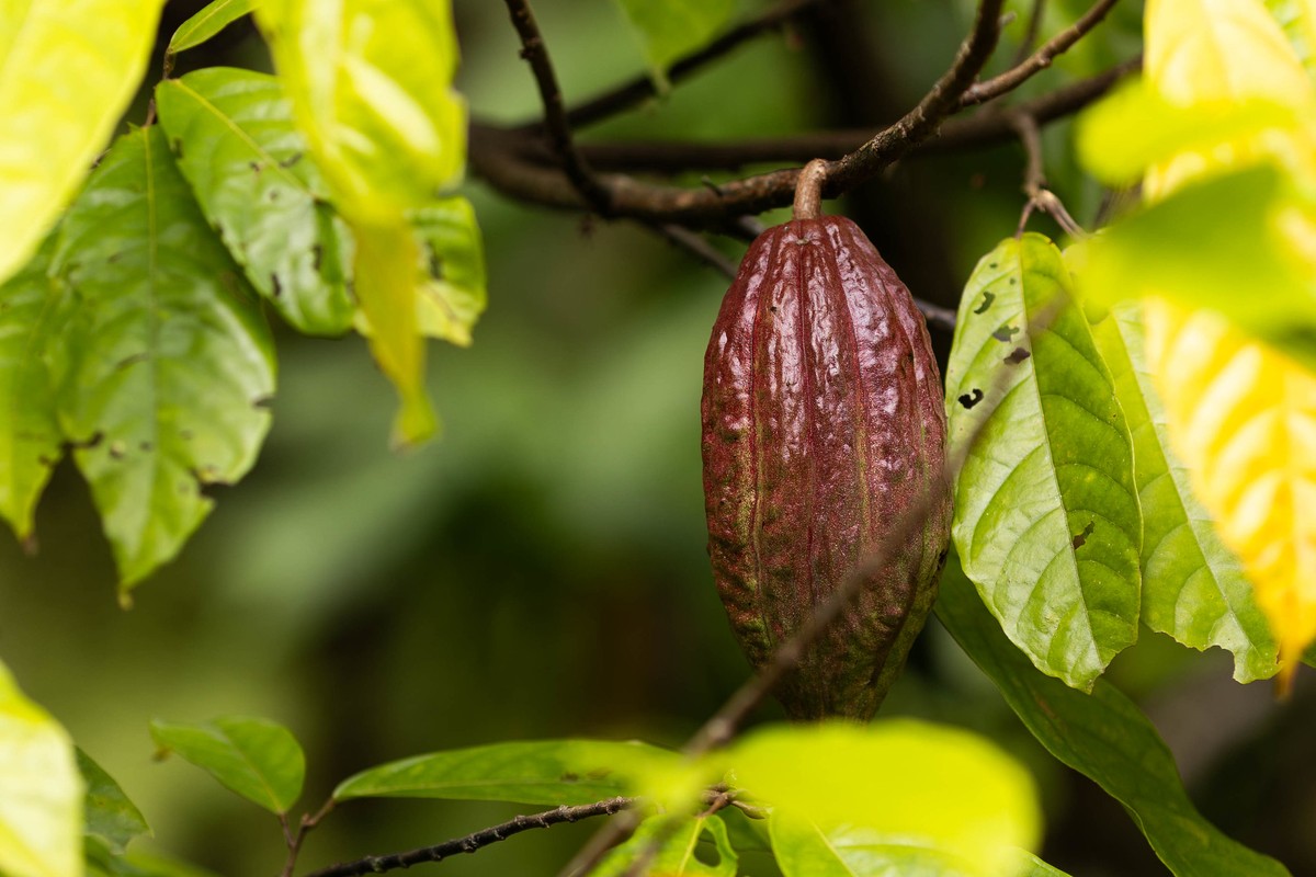 Cacau e café apresentam acentuada desvalorização em Nova York nesta terça-feira de Carnaval.