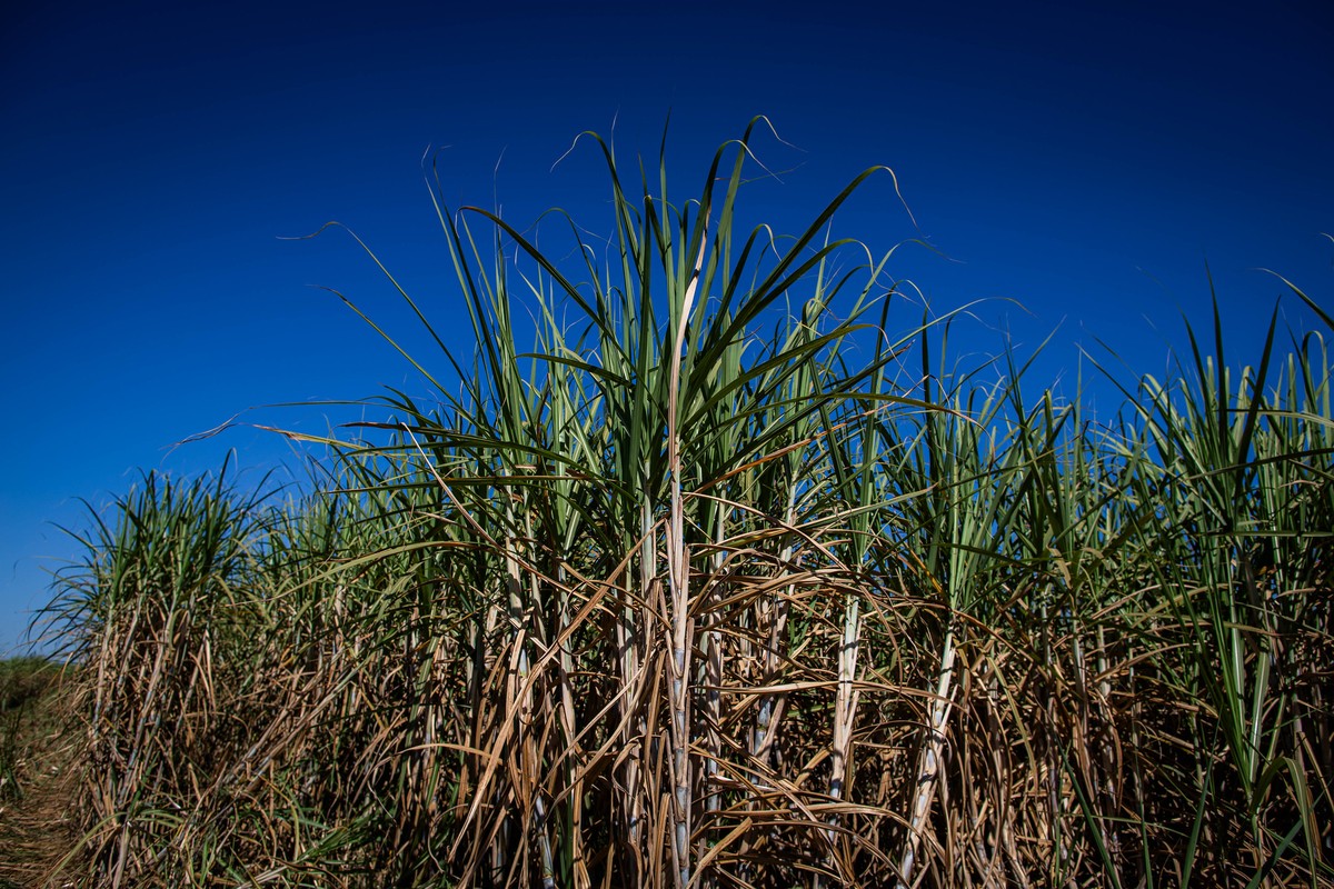 Café, aves, etanol e açúcar são os que mais podem ganhar com acordo Mercosul-UE
