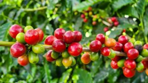 Café robusta busca retomada dos preços futuros e arábica recua em NY na...