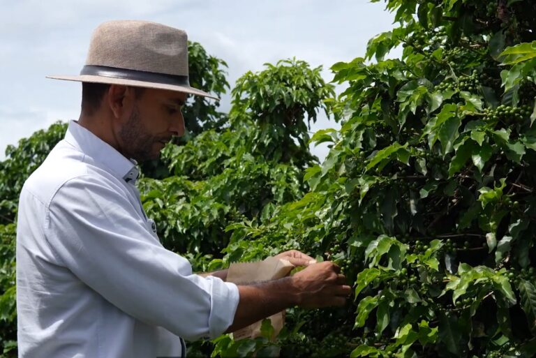 Entenda como a análise foliar pode ajudar na produtividade das lavouras de café