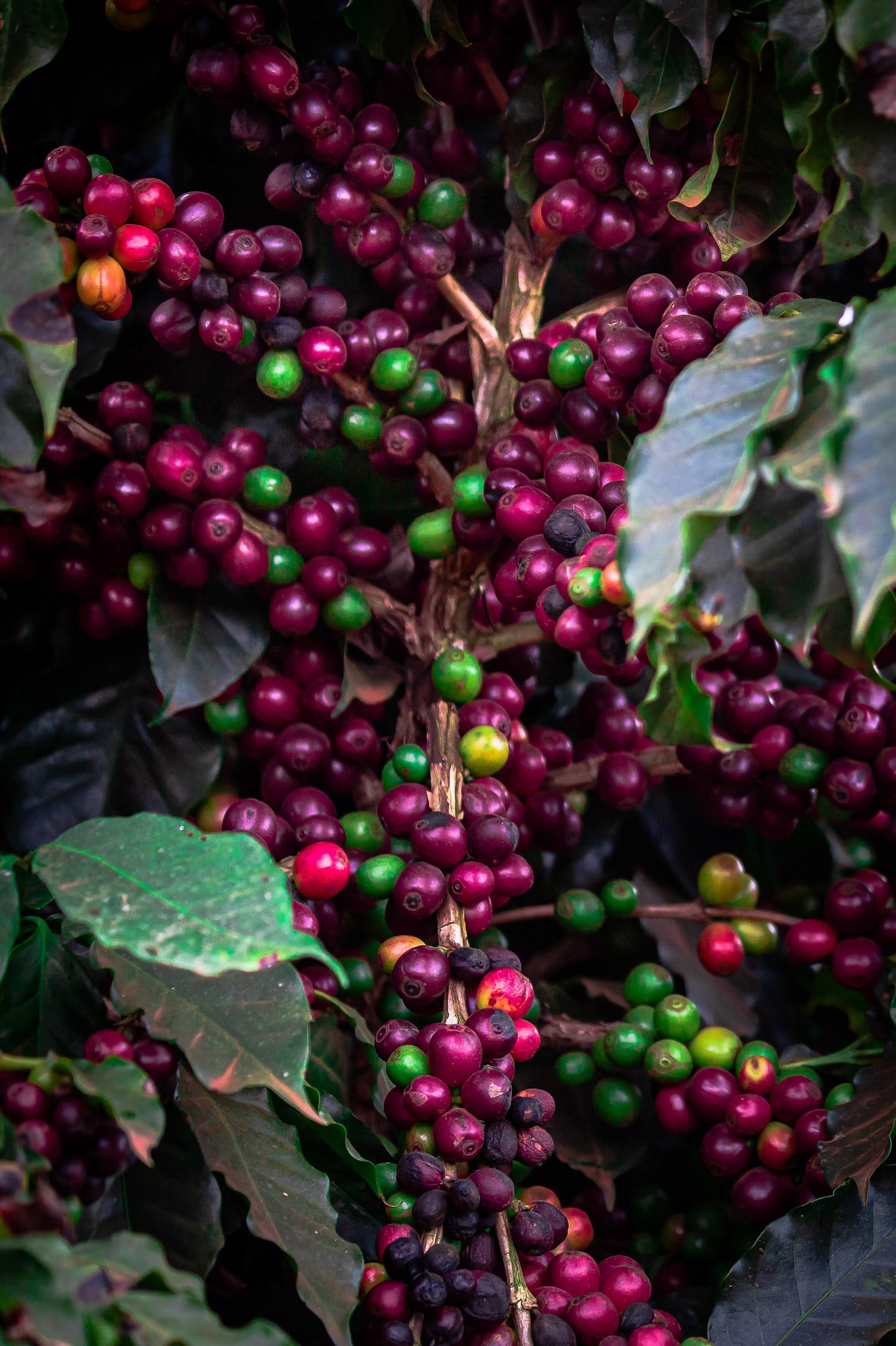 Condições climáticas benéficas aumentaram a produção de café no Brasil, porém…