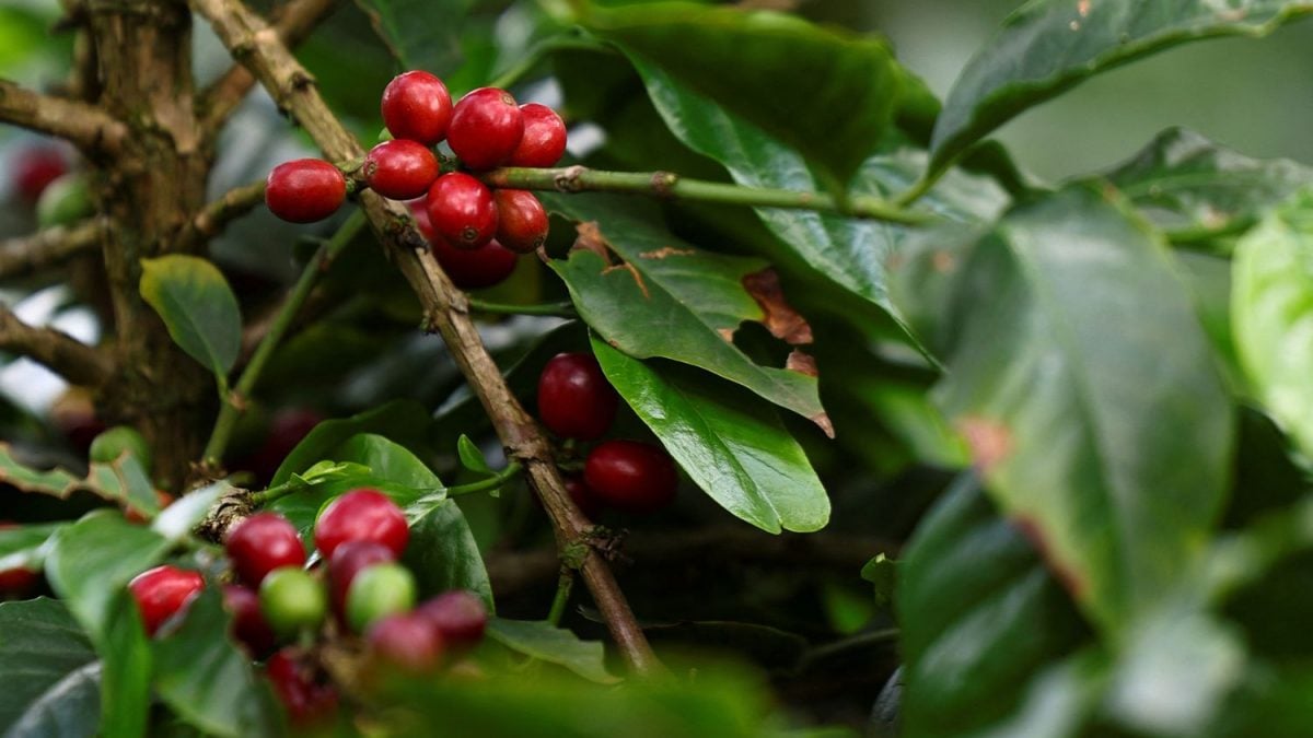 Tensão Geopolítica e Incertezas na Colômbia Impulsionam Cotação do Café Arábica