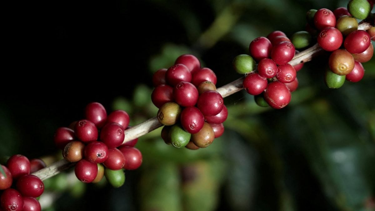 Exportação Brasileira de Café Bate Recorde de US$ 15,6 bi em 2025