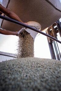 Vendas da safra 2026/27 de café do Brasil estão 