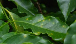 Ferrugem do café exige atenção redobrada dos produtores no período chuvoso