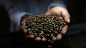 Conab Lança Plataforma para Rastrear Sustentabilidade do Café