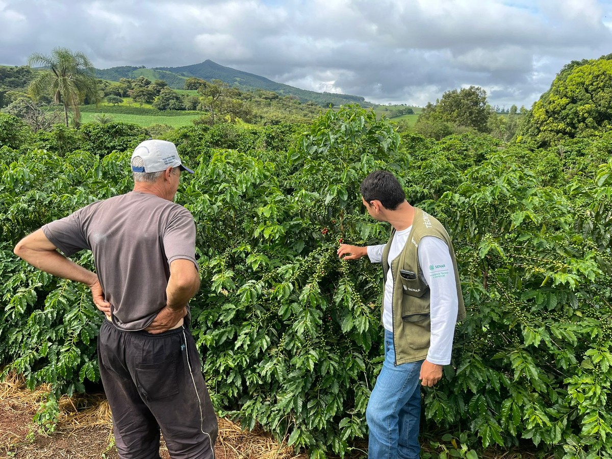 Doenças impactam a produção de café em Minas Gerais devido à forte chuva.