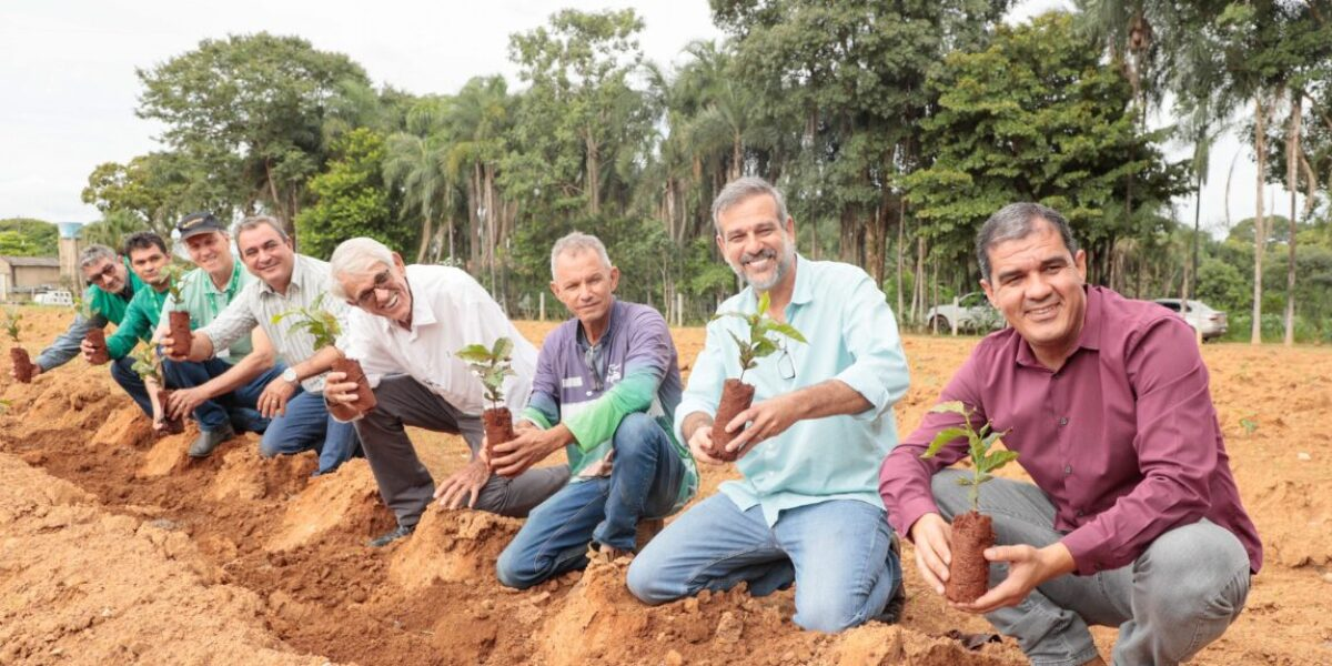 Emater Goiás investe no café e promove o desenvolvimento do cultivo em Goianésia.