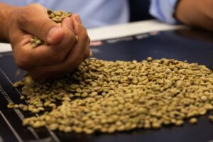 Exportações globais de café verde aumentaram 9,2% em dezembro, afirma OIC