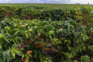 Agricultura regenerativa no café pode reduzir ataques de pragas em 30%