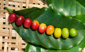 Produtores de café canéfora expandem lavouras para novas áreas no Brasil,...