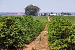Diesel em disparada pressiona colheita do café e acende alerta sobre custos...