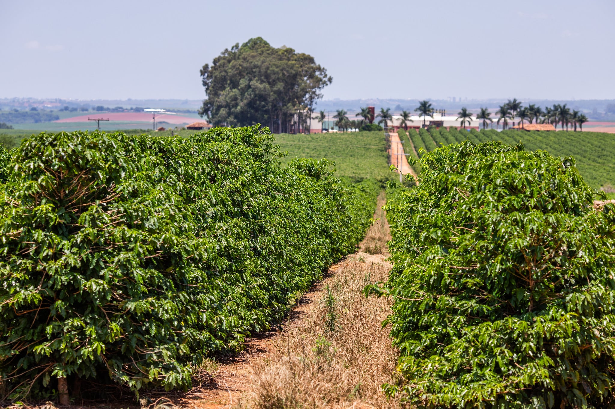 Diesel em disparada pressiona colheita do café e acende alerta sobre custos...
