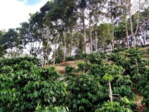 Topografia influencia qualidade do solo em lavouras de café sombreado,...