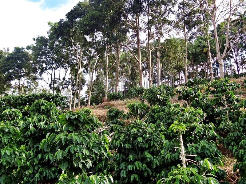 Topografia influencia qualidade do solo em lavouras de café sombreado,...