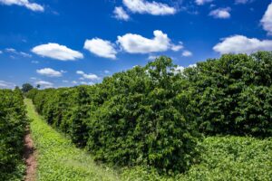 Café despenca no fechamento desta 2ª feira com pressão de safra recorde e...
