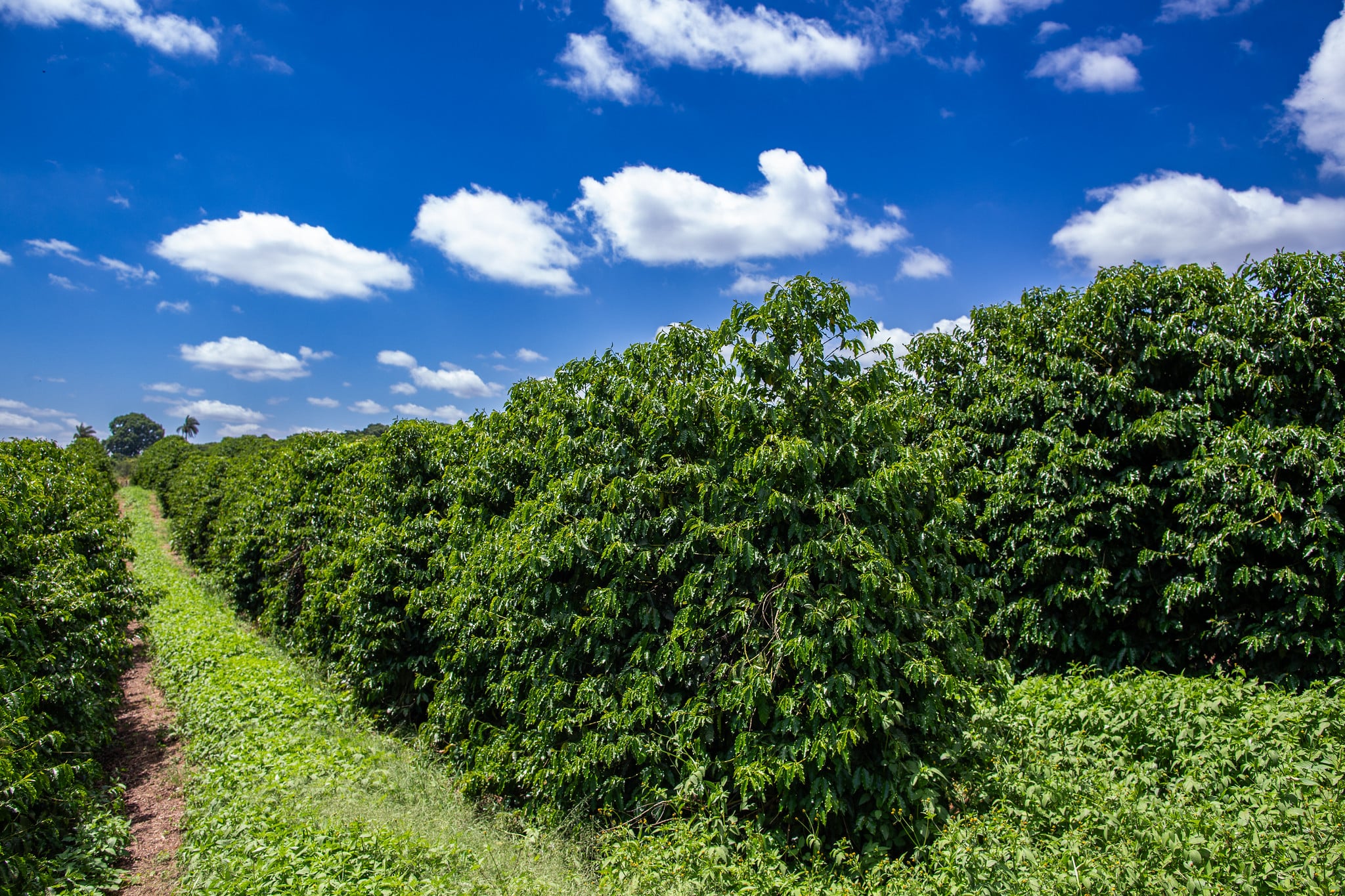 Café despenca no fechamento desta 2ª feira com pressão de safra recorde e...