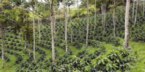 Café sob sombra ganha força no Brasil e pode transformar lavouras em...