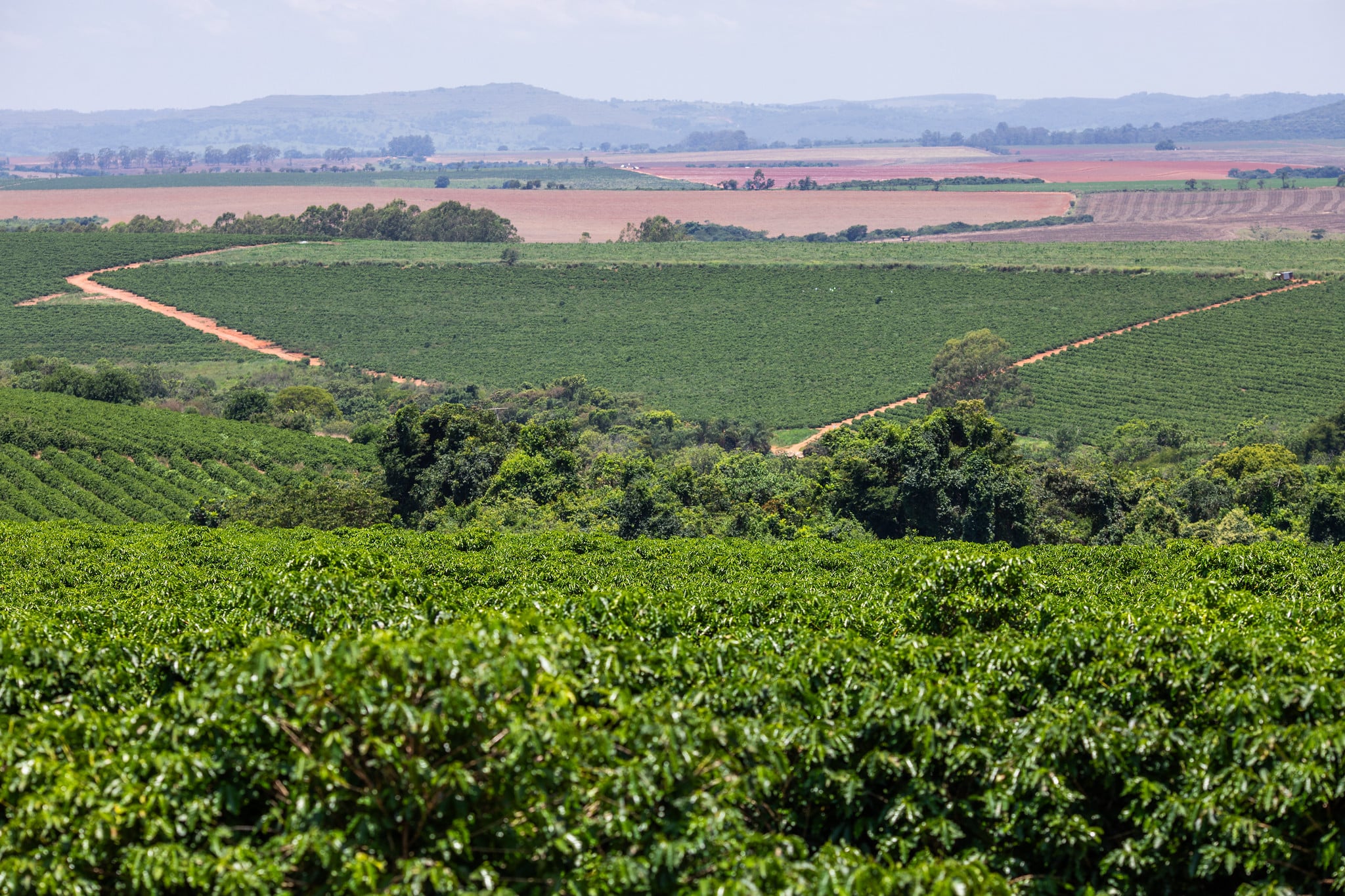 Café fecha em alta nas bolsas internacionais com temores de oferta e tensão...