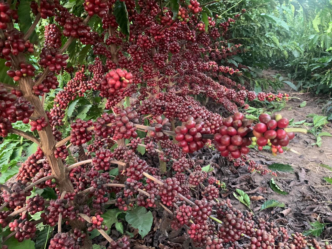 Café fecha em queda nas bolsas internacionais nesta terça-feira (10)