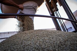 Café abre semana com quedas nas bolsas internacionais e pressão sobre os...