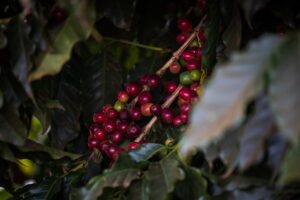 Café abre quarta-feira (04) com oscilações entre arábica e robusta e mercado...