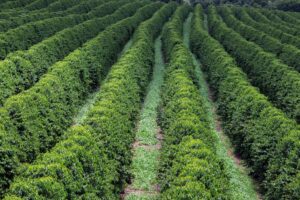 Café tem 3ª feira com ajustes nas bolsas e mercado atento a logística global...