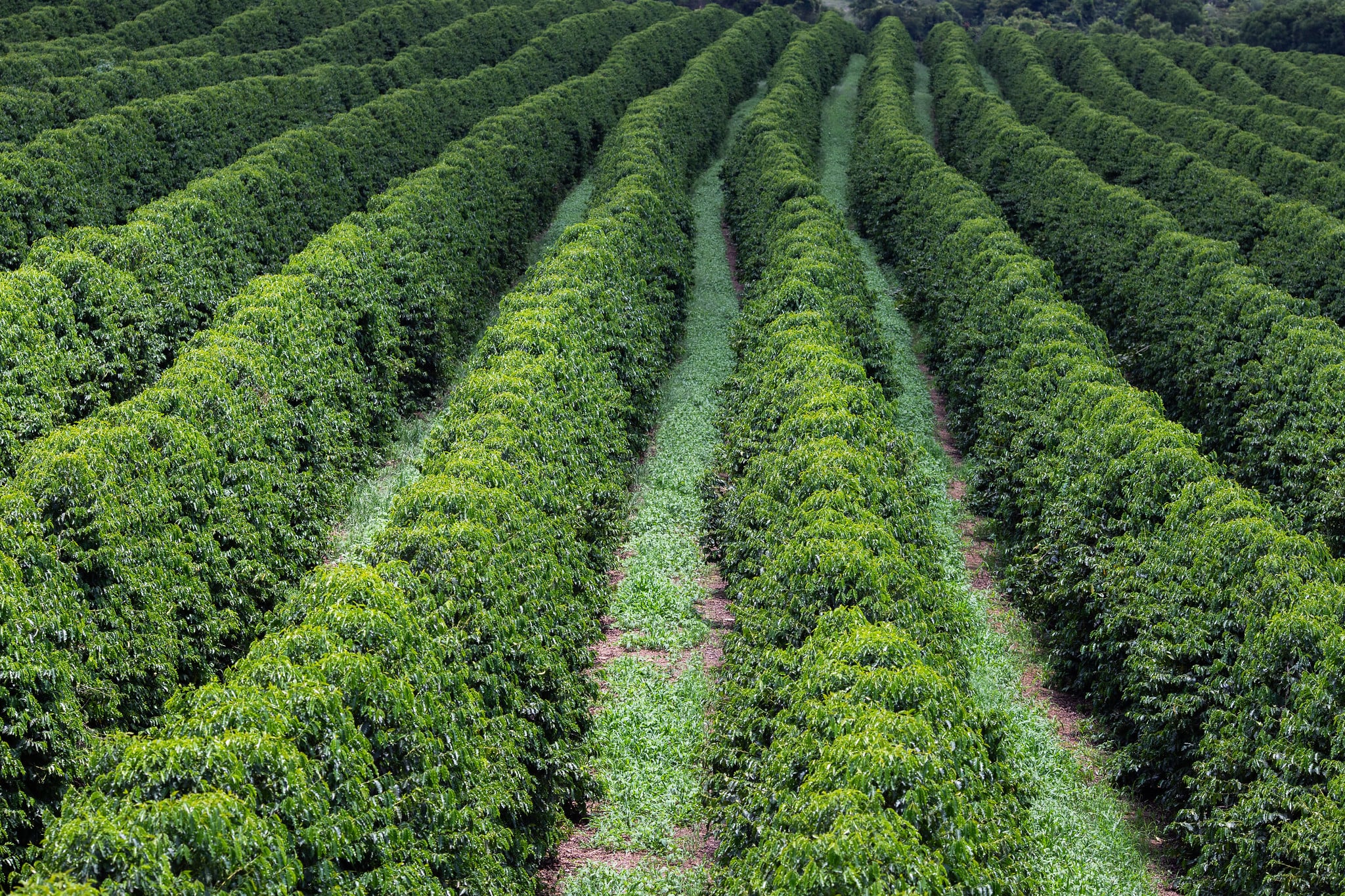 Café registra ajustes nas bolsas nesta terça-feira, enquanto mercado observa a logística global.