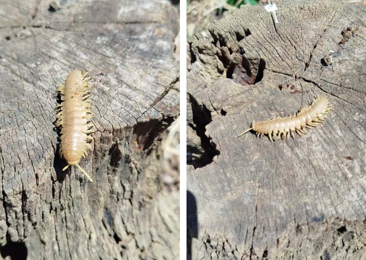 Centopeias nas plantações de café: são prejudiciais? Quais são as formas de controle? GR Responde.