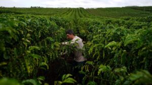Cooxupé Prevê Elevar Recebimentos de Café em 2026