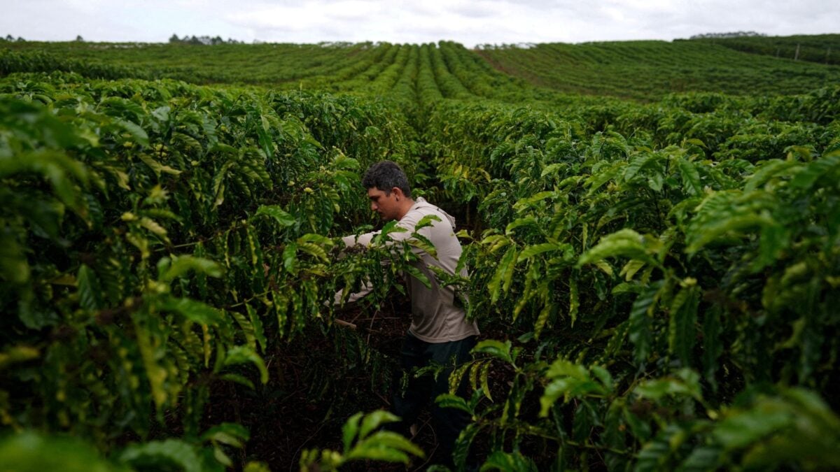 Cooxupé Pode Diminuir a Exportação de Café em 2026, Apesar de Estar em Discussões com os EUA.