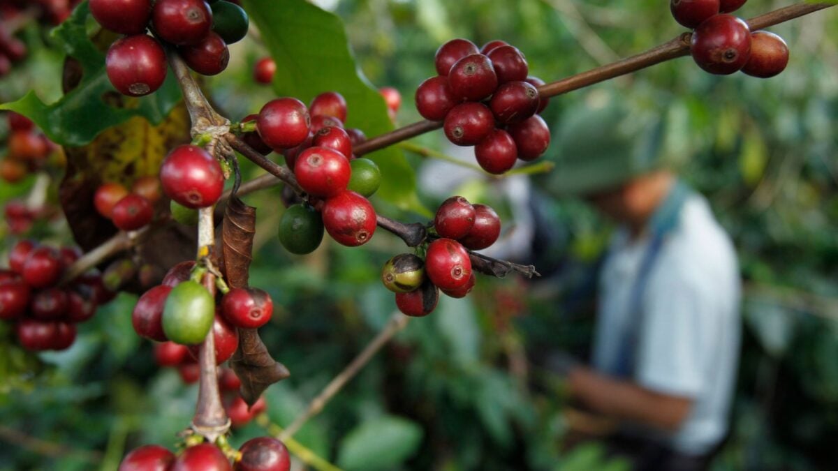 IBGE Projeta Safra Recorde de Café de 64,1 Milhões de Sacas em 2026