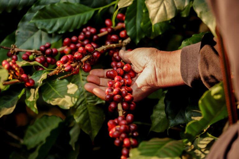 Instrumento avalia a emissão de carbono na produção de café e promove práticas sustentáveis – Hub do Café