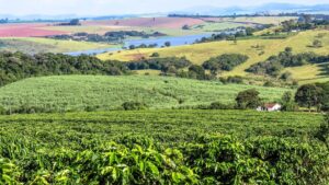 Expectativa de Safra Recorde no Brasil Projeta Queda nos Preços do Café