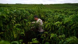 Exportação de Café da Cooxupé Deverá Recuar em 2026, Prevê Superintendente
