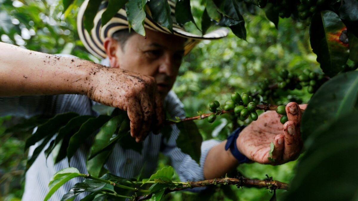 Produção de Café na Colômbia Registra Redução de 36% em Fevereiro