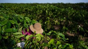 StoneX Eleva Previsão de Safra de Café do Brasil em 6,5% para Mais de 75 Mi Sacas