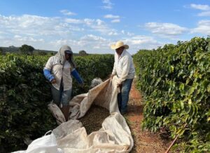 Preço do café sobe em NY mesmo com proximidade da colheita no Brasil