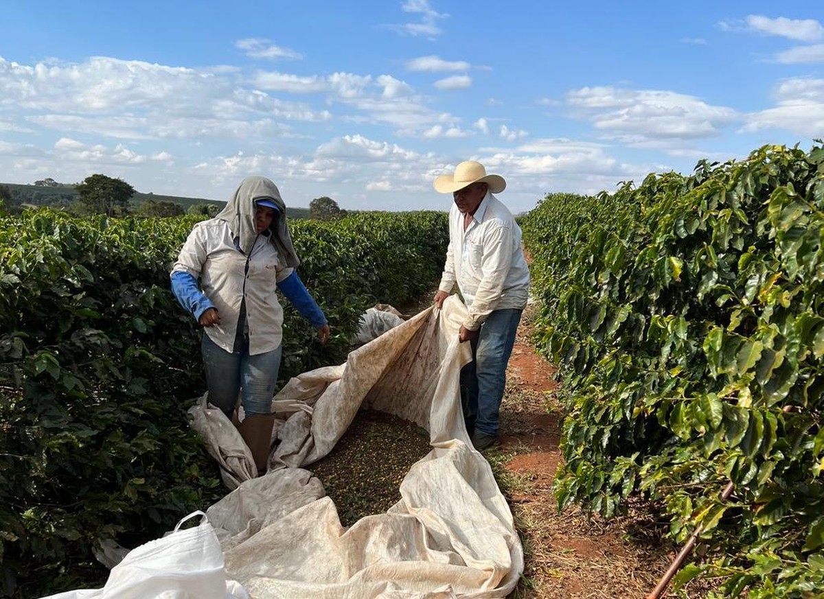 Preço do café sobe em NY mesmo com proximidade da colheita no Brasil