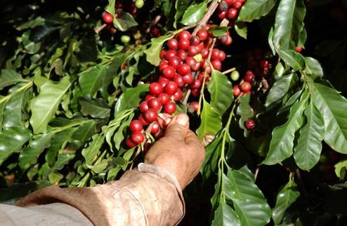 A colheita e o processamento influenciam a qualidade e o valor do café brasileiro.