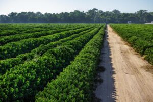 Café perde força no fechamento e dólar mais forte limita reação do mercado