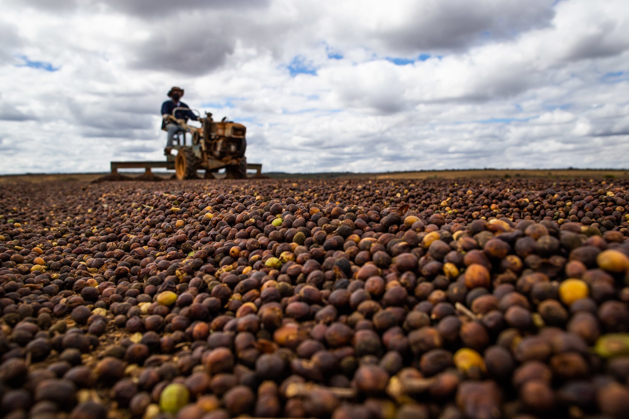 Café inicia abril em baixa: arábica cai enquanto robusta busca recuperação nas bolsas.